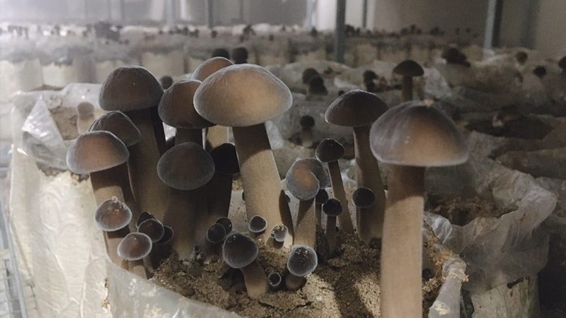 Nấm mối đen nuôi trồng