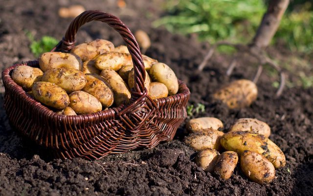 Bảo quản trong đất