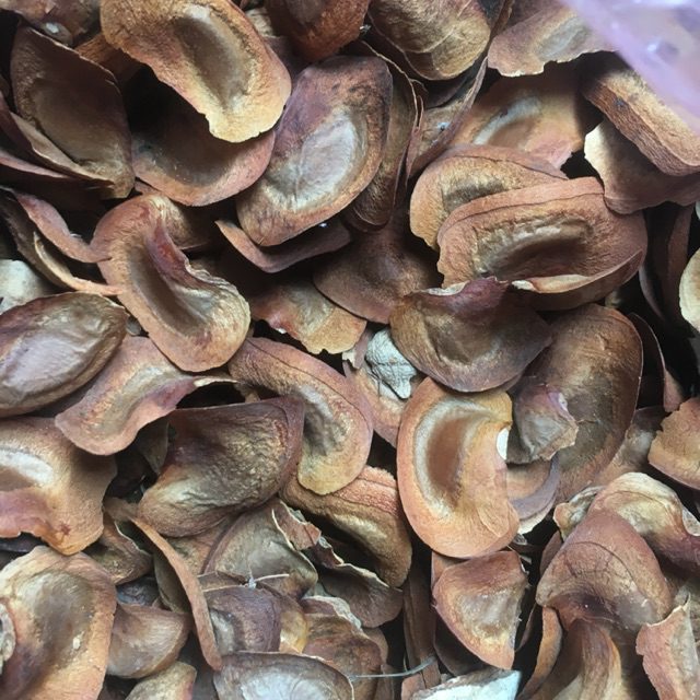  bảo quản hạt giống cây rừng