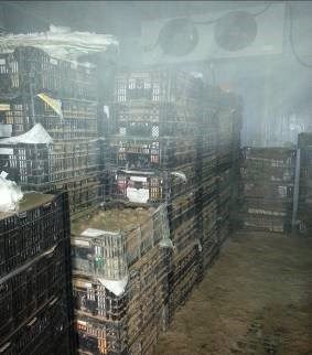 Cách bảo quản củ giống hoa lay ơn trong kho lạnh