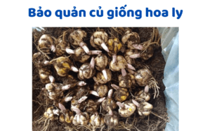 Bảo Quản Củ Giống Hoa Ly