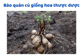 Bảo Quản Củ Giống Hoa Thược Dược