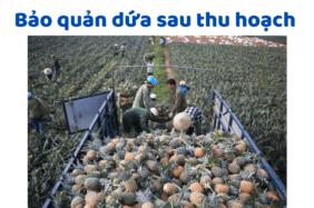 Bảo Quản Dứa Sau Thu Hoạch