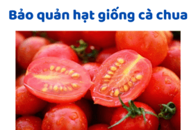 Bảo Quản Hạt Giống Cà Chua