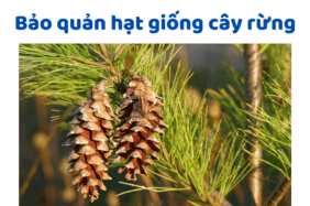 Bảo Quản Hạt Giống Cây Rừng