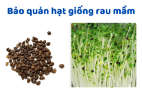 Bảo Quản Hạt Giống Rau Mầm