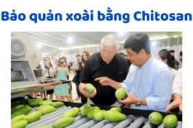 Bảo Quản Xoài Bằng Chitosan