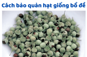 Cách Bảo Quản Hạt Giống Bồ đề
