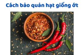 Cách Bảo Quản Hạt Giống ớt