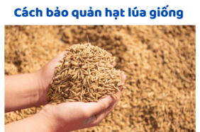 Cách Bảo Quản Hạt Lúa Giống