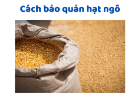 Cách Bảo Quản Hạt Ngô