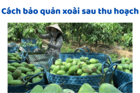 Cách Bảo Quản Xoài Sau Thu Hoạch