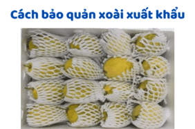 Cách Bảo Quản Xoài Xuất Khẩu
