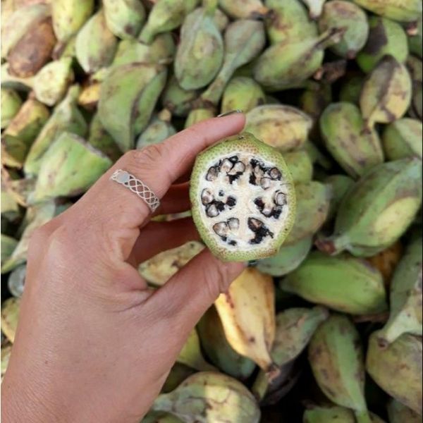 Hướng Dẫn Cách Ngâm Rượu Chuối Hột Rừng Chuẩn Nhất Tại Nhà