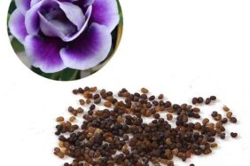 Hat Giong Hoa Tu La Lan