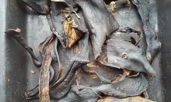 sấy khô vỏ chuối 