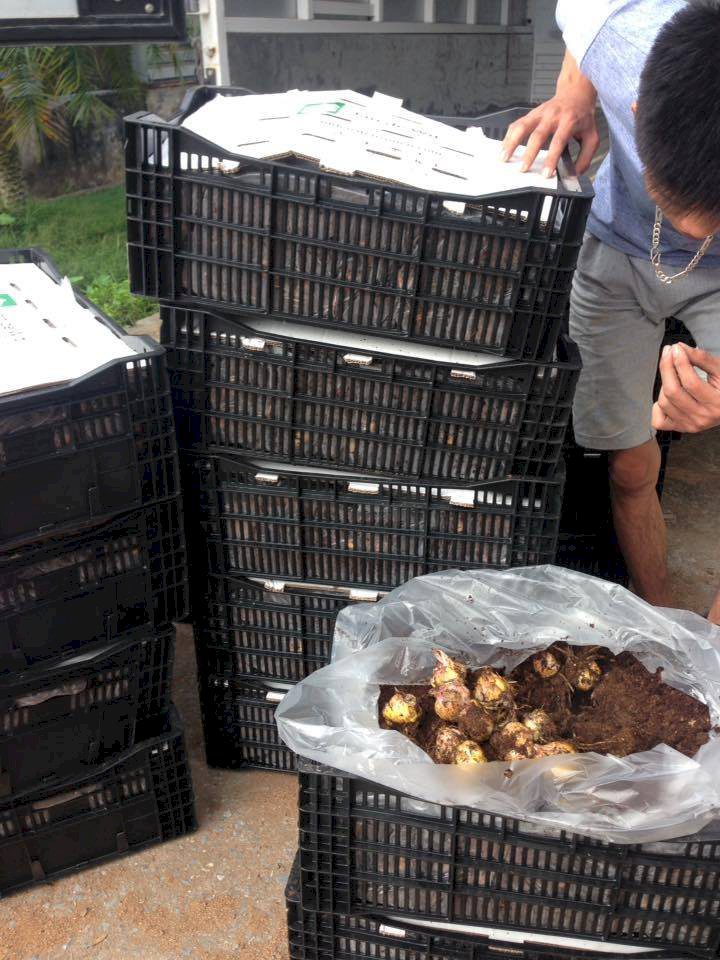 cách bảo quản củ giống hoa ly