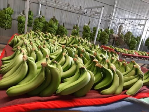 cách bảo quản chuối tiêu