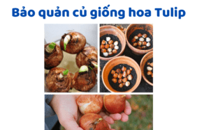 Bảo Quản Củ Giống Hoa Tulip