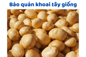 Bảo Quản Khoai Tây Giống