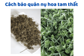 Cách Bảo Quản Nụ Hoa Tam Thất