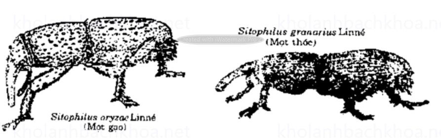 Mọt gạo và mọt thóc 