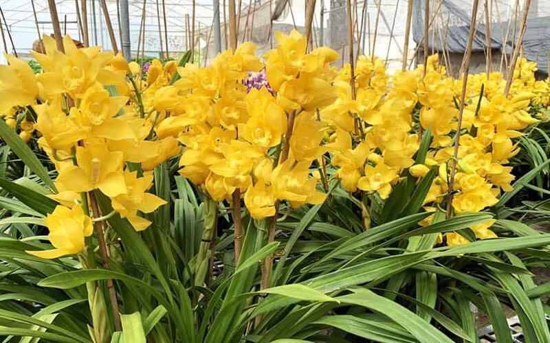 cách bảo quản hoa địa lan