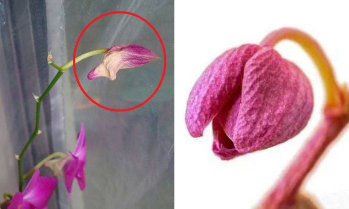 cách bảo quản hoa lan hồ điệp