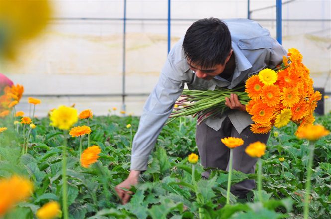 Nông dân Đà Lạt thu hàng trăm triệu từ vườn hoa đồng tiền