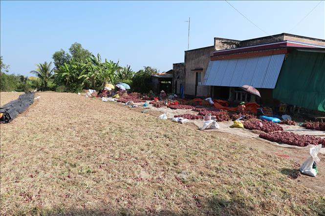 Phơi khô hành để bảo quản