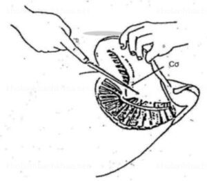 Cắt phần thịt chính dính liền mang cá với đầu cá