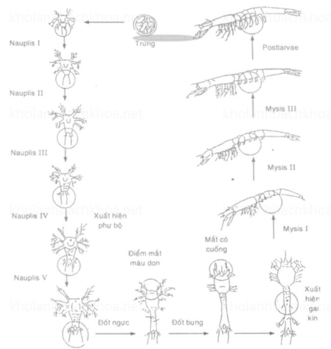 Các giai đoạn ấu trùng của tôm