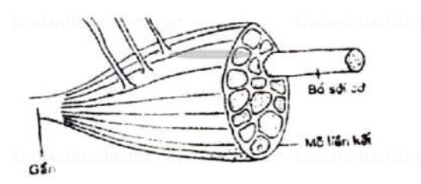 Cấu tạo một bắp cơ