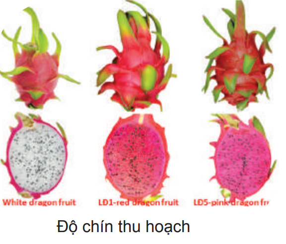 Thời điểm thu hoạch thanh long