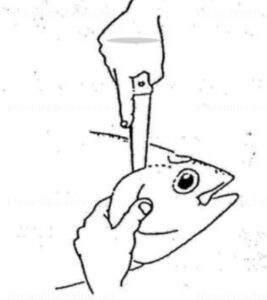 Chèn dao tại đỉnh của mang cả và cắt nó theo hướng về phía mắt cá 