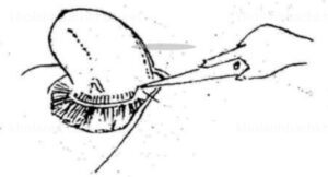 Cắt bỏ phần cuối, phía dưới của phần gắn liền mang cá với đầu cá 