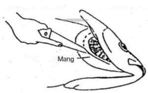 Cắt xuyên qua phần màng phía sau mang cá.