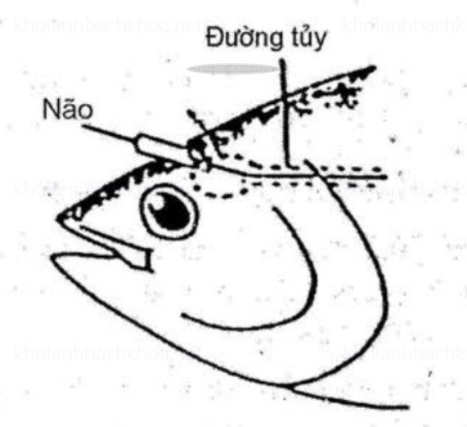 Cắt một góc ở phần mềm của đầu cá để lộ bộ não