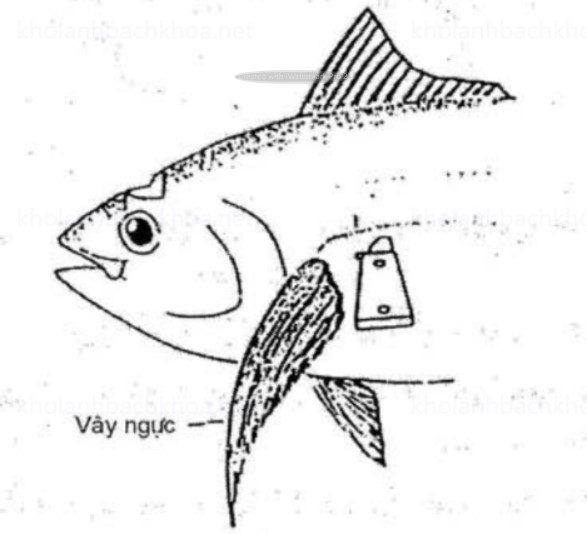 Làm sạch máu cá bằng cách tạo vết cắt ở phía sau của vây cá