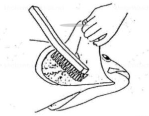 Lau chùi xương sống cá