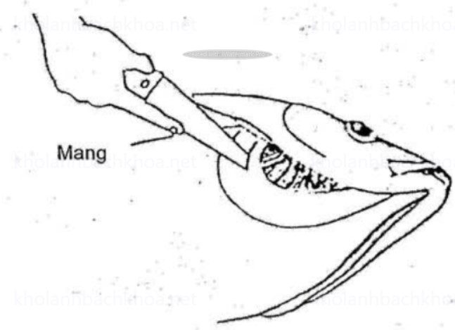 Làm sạch máu cá bằng cách cắt bỏ mạch máu tại phần đỉnh của mang cá