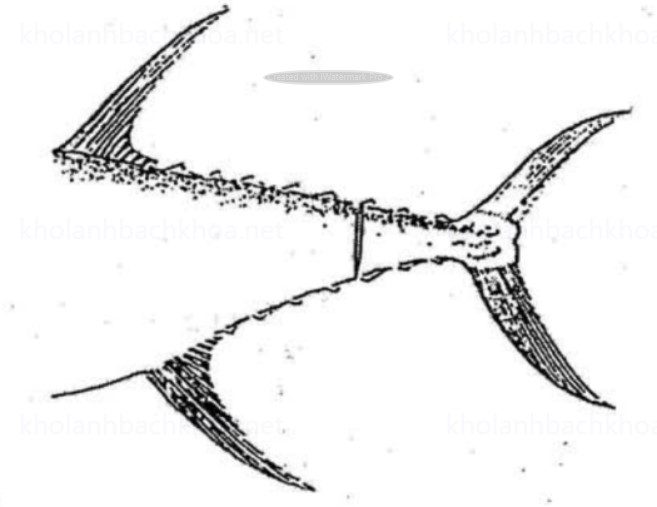 Làm sạch máu cá bằng cách cắt bỏ phần đuôi cá