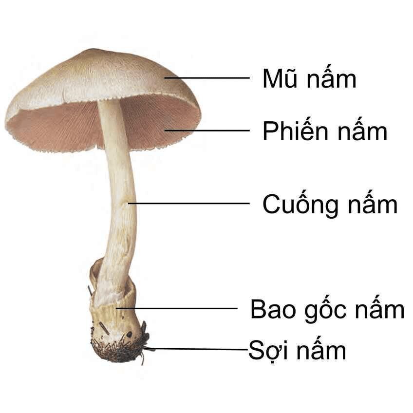 3. Cấu Tạo Nấm Rơm