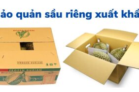 Bảo quản sầu riêng xuất khẩu