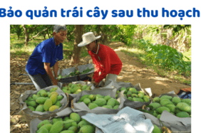 Bảo Quản Trái Cây Sau Thu Hoạch