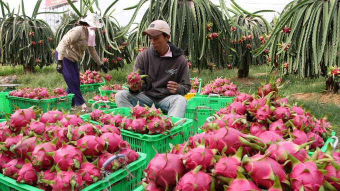 vận chuyển thanh long