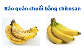 Bảo Quản Chuối Bằng Chitosan