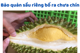 Bảo Quản Sầu Riêng Bổ Ra Chưa Chín