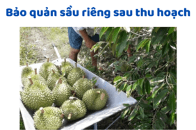 Bảo Quản Sầu Riêng Sau Thu Hoạch