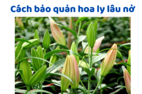 Cách Bảo Quản Hoa Ly Lâu Nở